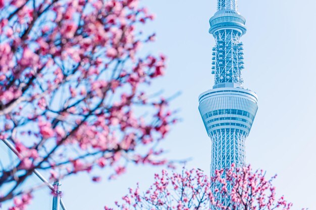 Foto Árvore do céu de tóquio e flor de ameixa