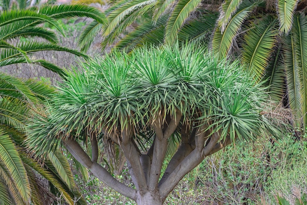 Árvore do dragão das ilhas canárias dracaena draco com folhas de palmeira de fundo em tenerife