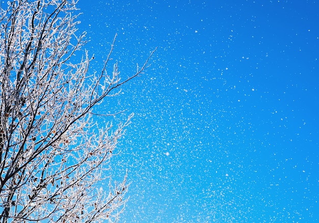 Árvore do inverno contra o céu ensolarado azul. fundo de natureza de inverno