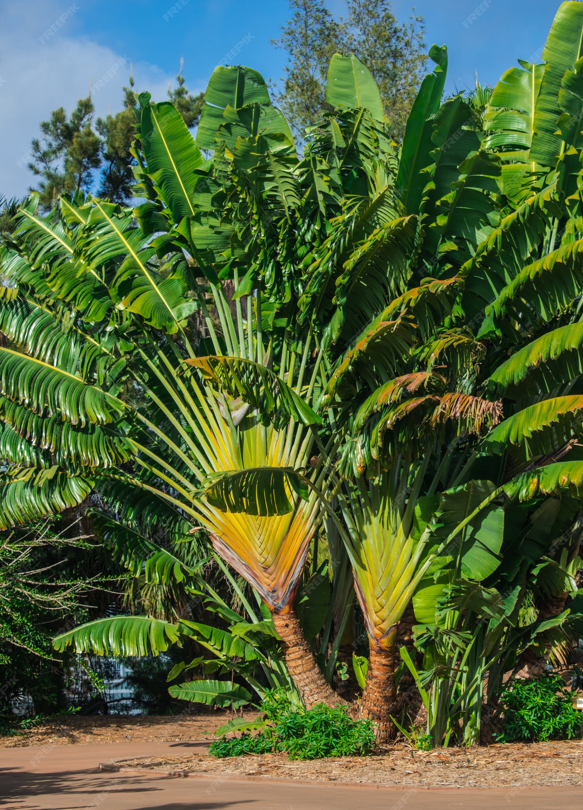 Ravenala (árvore do viajante) (Ravenala madagascariensis)