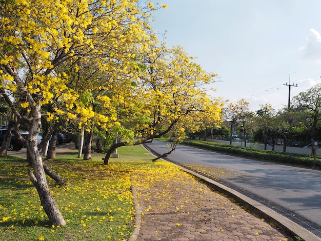 Árvore e flores no parque