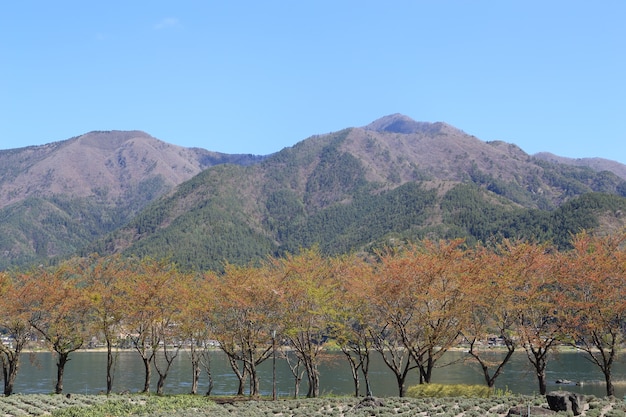 árvore e vista para a montanha