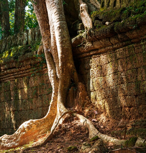 Árvore em Angkor