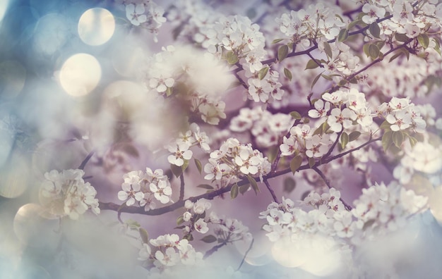 Foto Árvore em flor