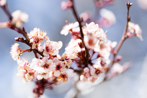 Árvore em plena floração no início da primavera.