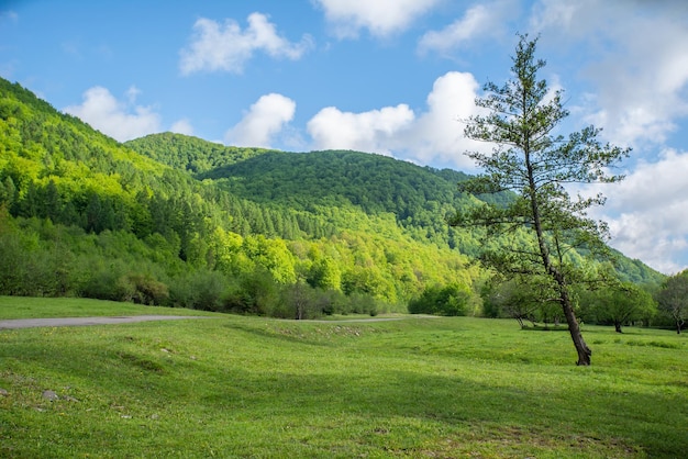 Árvore em uma clareira perto das montanhas e céu azul com nuvens campo