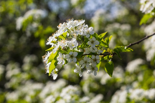 Árvore florescendo com flores brancas