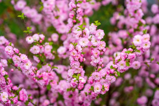 Árvore florescendo na primavera.