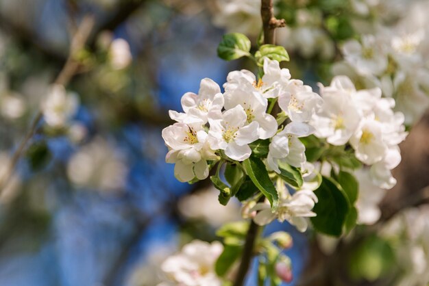 Árvore florescendo primavera