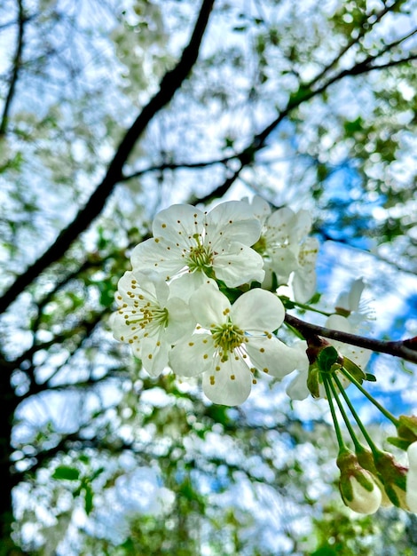 árvore florida na primavera Foco seletivo de belos ramos de flores de maçã branca na árvore