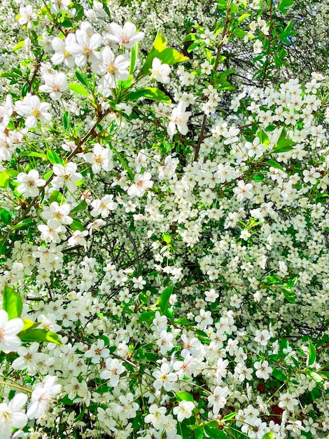 árvore florida na primavera para segundo plano