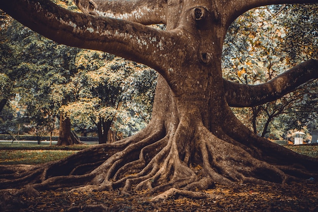 Árvore grande com raízes fortes no parque