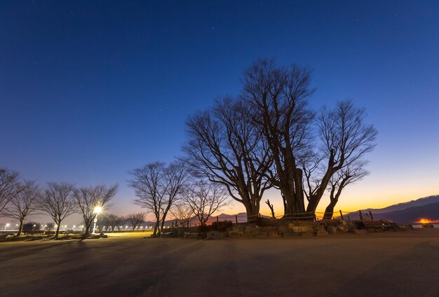 Foto Árvore grande no inverno em dumulmeori yangpyeong coreia do sul