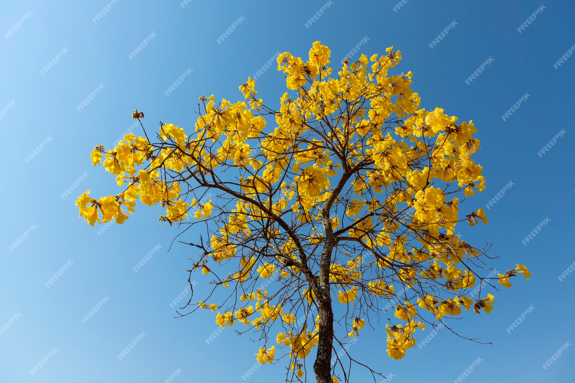 Árvore ipê amarela em flor com céu azul | Foto Premium