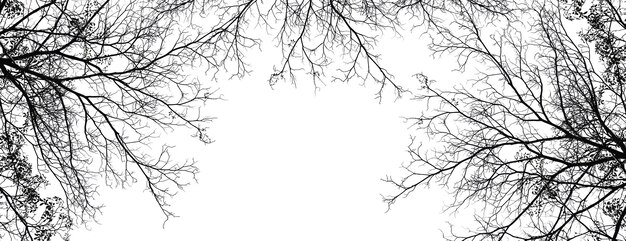 Árvore isolada no fundo branco
