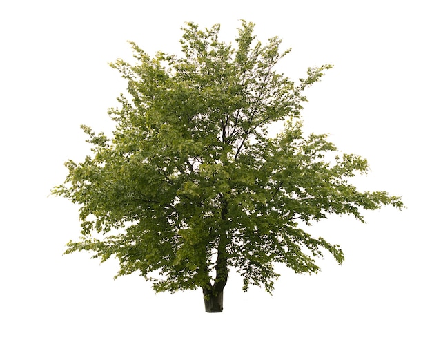 árvore isolada