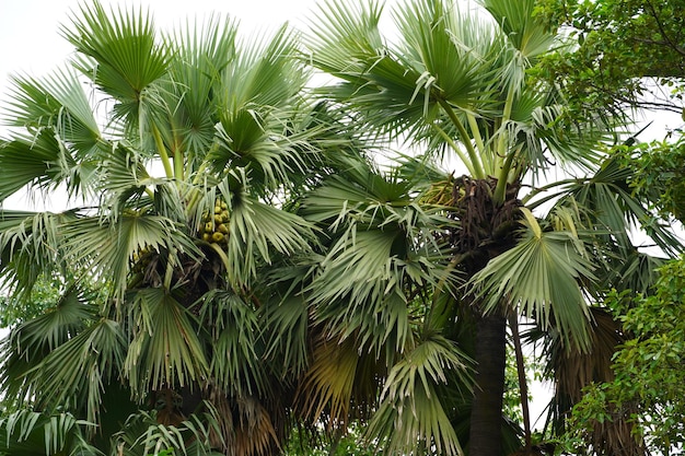 Árvore khazoo no parque