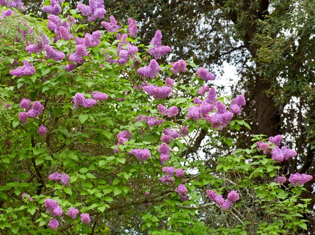 Árvore lilás com flores violetas no parque primavera