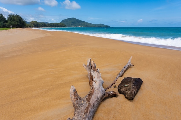 Árvore morta em mai khao beach, ilha de phuket, tailândia.