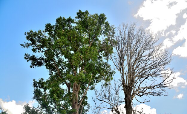 árvore morta grande árvore lateral no fundo do céu azul