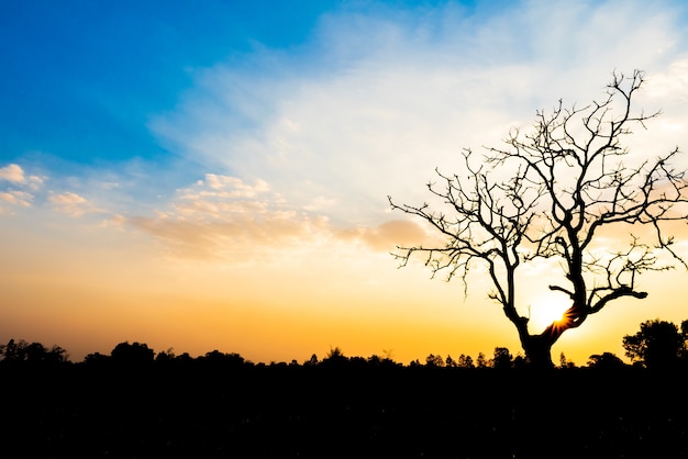 Árvore morta solitária durante o pôr do sol para o conceito de dia mundial da terra