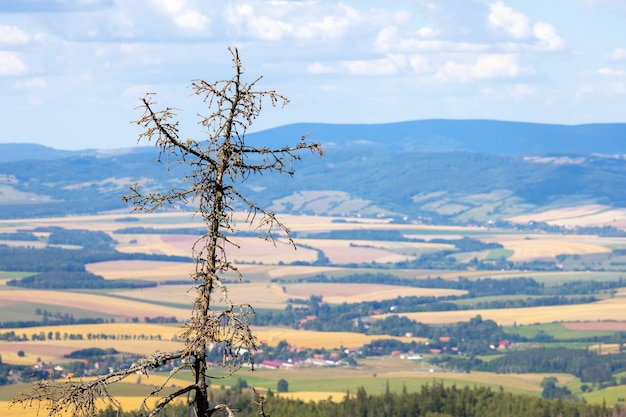 Árvore morta solitária no alto das montanhas contra o céu