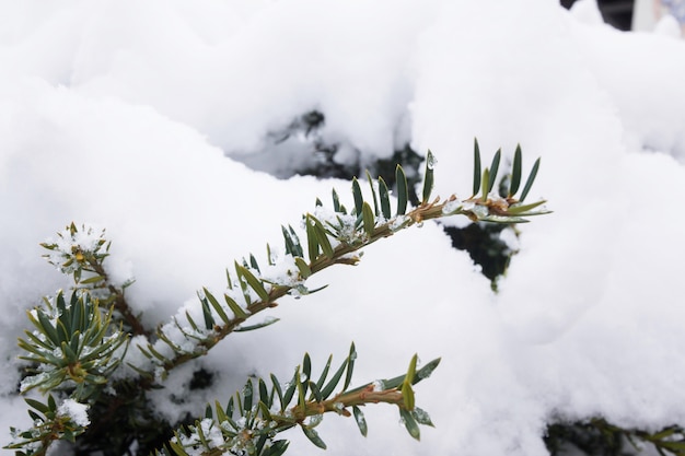 árvore na capa de inverno