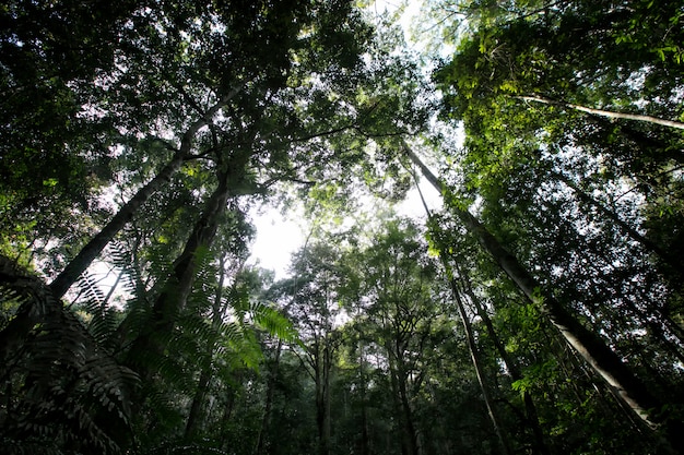 Árvore na floresta na montanha selecione foco escuro ou pouca luz