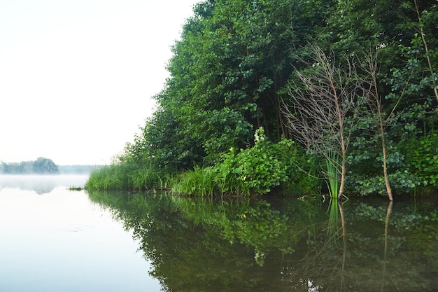 árvore na lagoa, manhã nublada