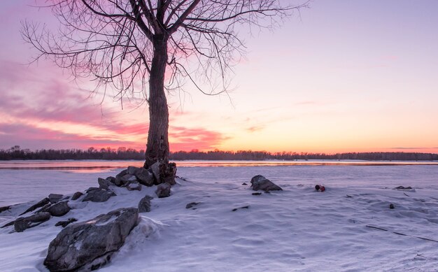 Foto Árvore na margem do rio de inverno