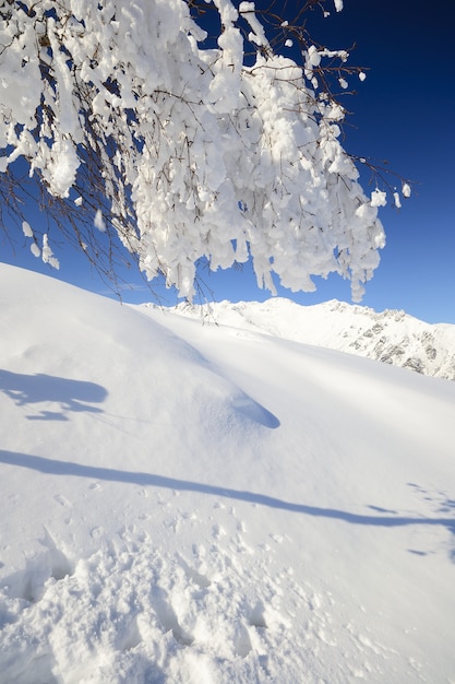 Árvore na neve, inverno nos alpes