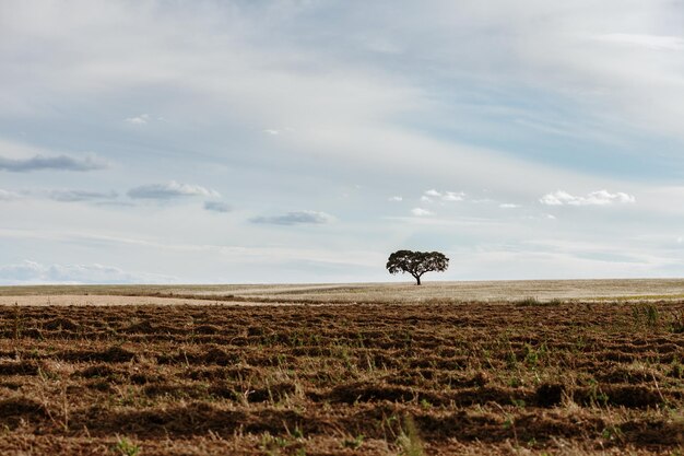 Foto Árvore na paisagem contra o céu