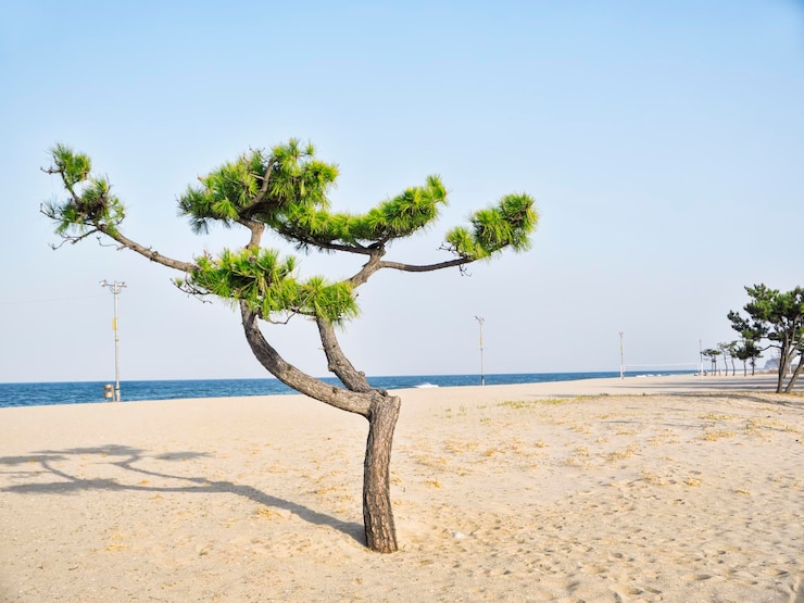 Foto árvore na praia contra o céu claro