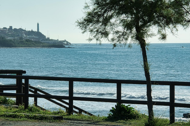 árvore na praia no verão