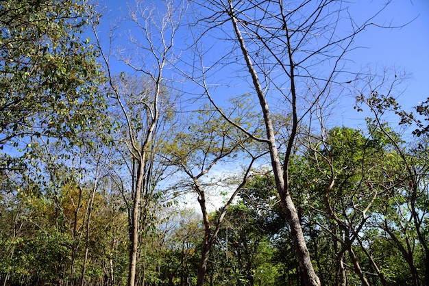 Árvore na primavera no céu azul