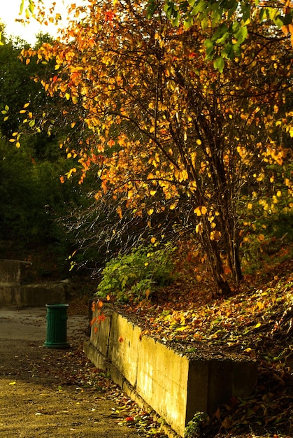 Foto Árvore na temporada de outono