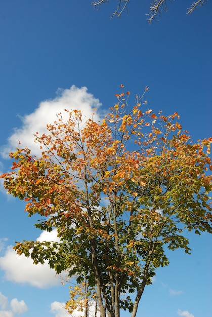 Árvore nas cores do outono