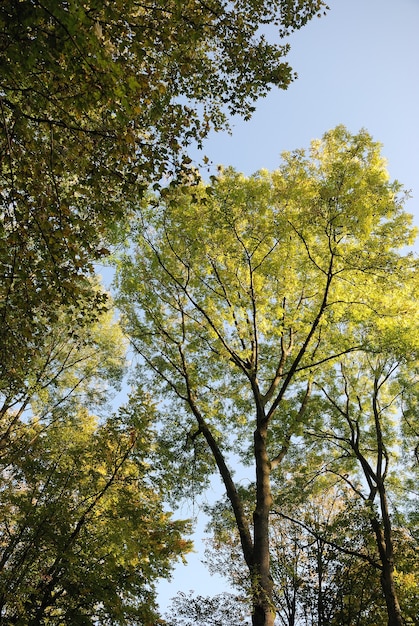 Árvore nas cores do outono