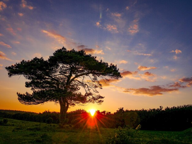 Foto Árvore no campo contra o céu ao pôr-do-sol