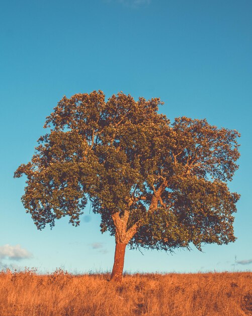 Foto Árvore no campo contra o céu azul claro