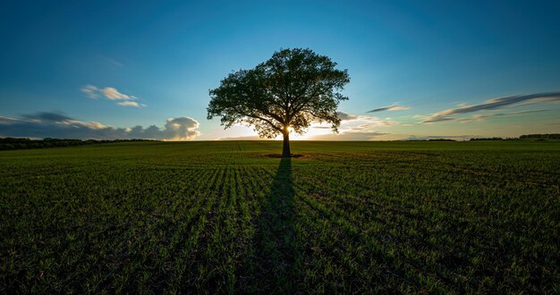 Foto Árvore no campo contra o céu durante o pôr do sol