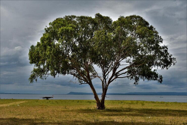 Foto árvore no campo contra o céu