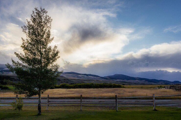 Foto árvore no campo contra o céu