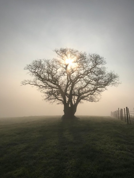 Foto Árvore no campo contra o céu