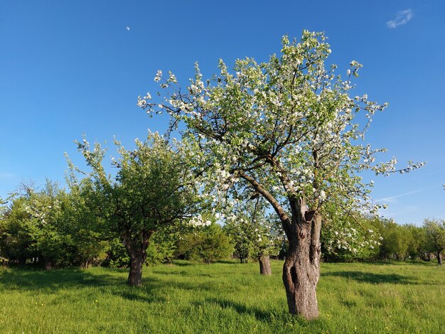 Árvore no campo contra o céu