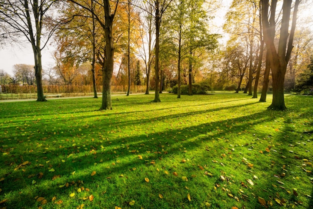 Foto Árvore no campo de grama