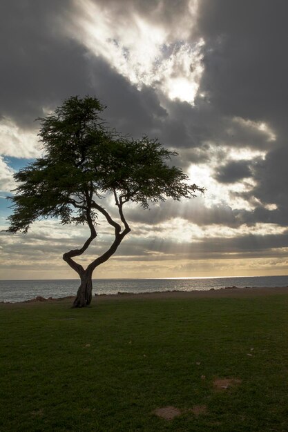 Foto Árvore no campo pelo mar contra o céu