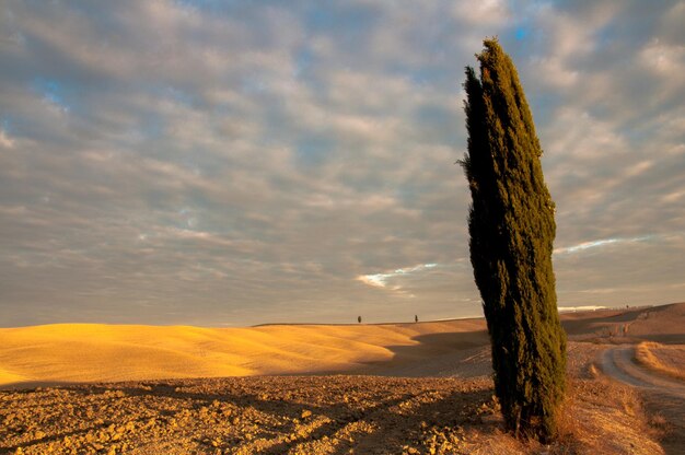 Foto Árvore no deserto contra o céu nublado