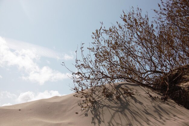 Árvore no deserto contra o céu