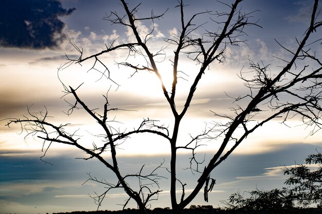 árvore no final da tarde